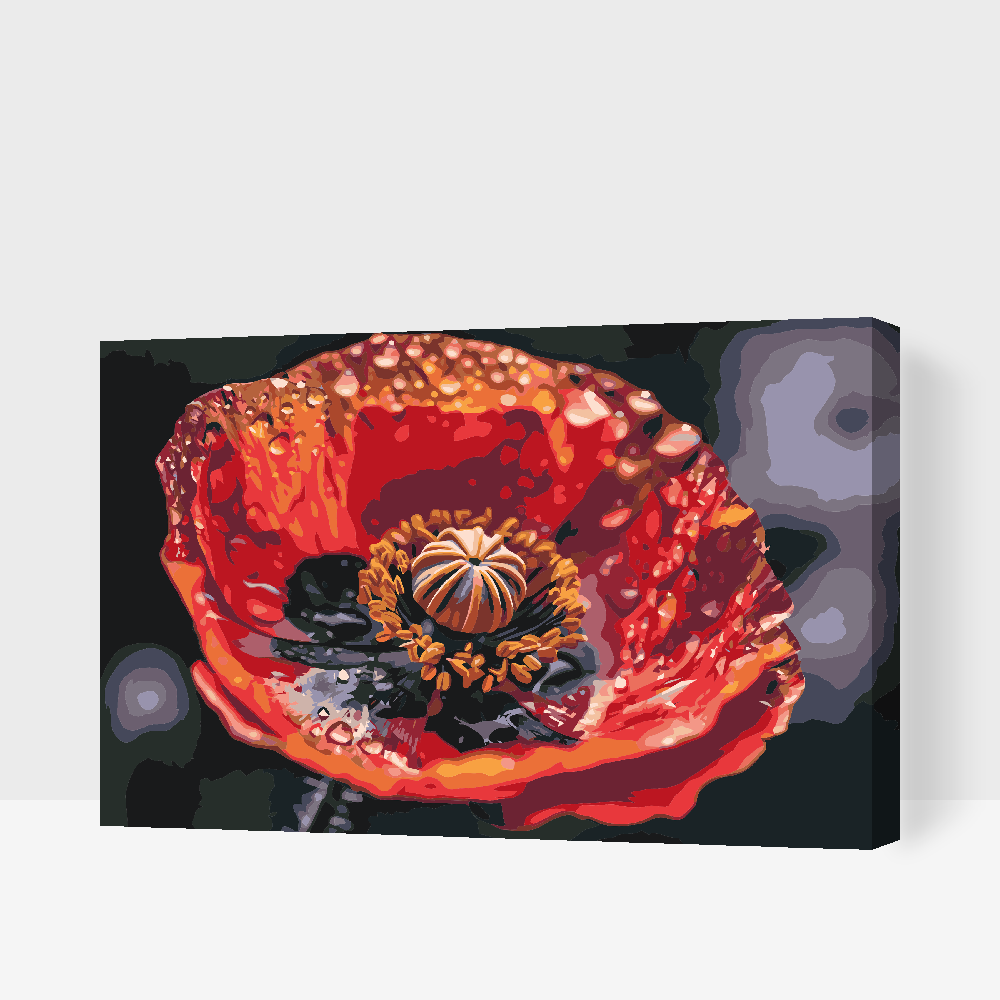 Malování podle čísel - Poppy Flower
